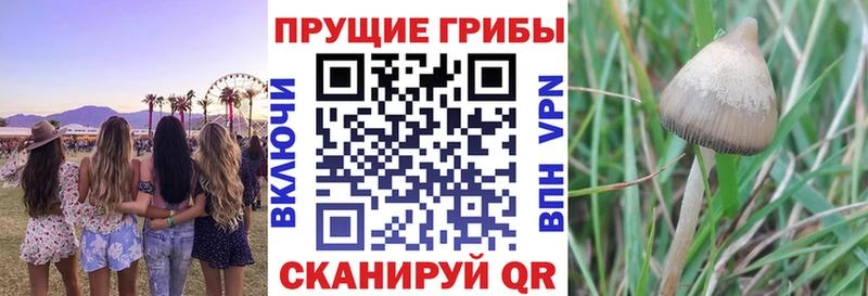Псилоцибиновые грибы ЛСД  МЕГА как зайти  Шелехов  купить наркотики сайты 